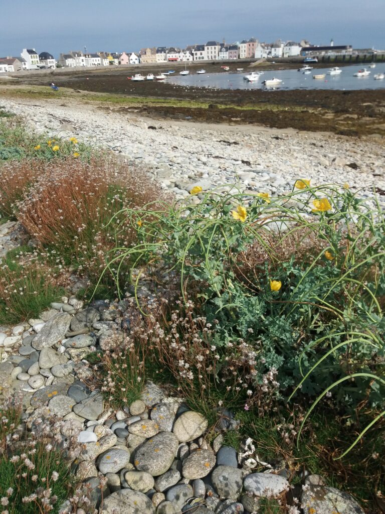 Plantes de bord de mer