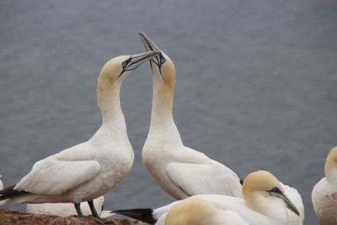 Ornithologie en littoral